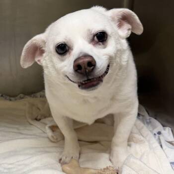 Lance -  Chihuahua Dog for Adoption in Eatontown, New Jersey - Lance | PetCurious