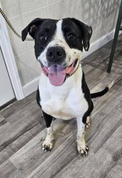 Rescue Pit Bull Terrier and Mixed Breed Dogs for Adoption in Hoopeston, Illinois - Ruckus | PetCurious