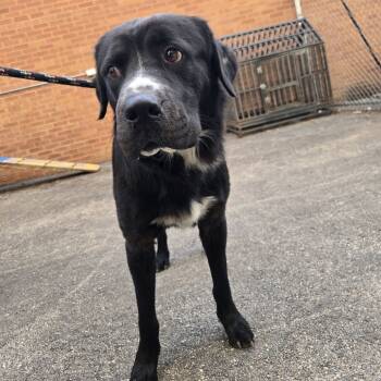 Rescue Black Labrador Retriever Dogs for Adoption in St. Louis, Missouri - Barrett | PetCurious