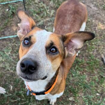 BRUCE BATMAN -  Dachshund and Cattle Dog Dog for Adoption in Lawton, Oklahoma - BRUCE BATMAN | PetCurious