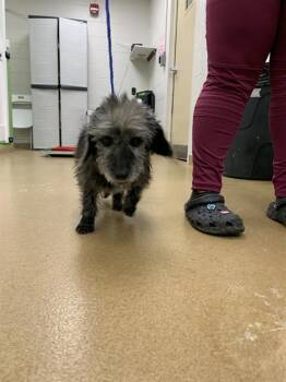 Cairn Terrier and Mixed Breed Dogs Available for Adoption in Omaha, Nebraska - BLANCHE | PetCurious