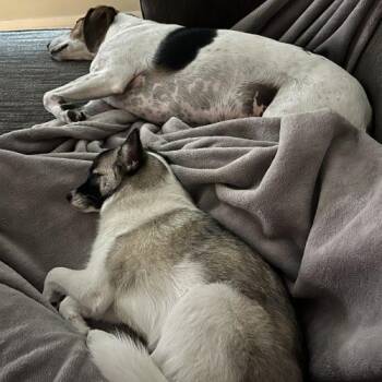 Jindo and Mixed Breed Dogs Available for Adoption - Buzzi | PetCurious