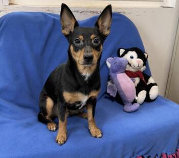 Booger -  Dachshund Dog for Adoption in Cedartown, Georgia - Booger | PetCurious