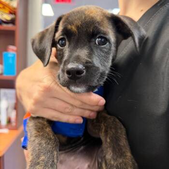 Snooki -  Mixed Breed Dog for Adoption in Gainesville, Florida - Snooki | PetCurious