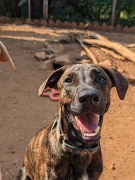 Rescue Mixed Breed Dogs for Adoption in San Diego, California - Tokyo - Money Heist Litter | PetCurious