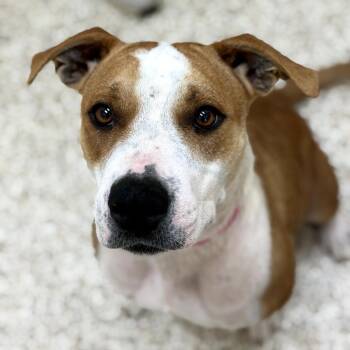 Sugar Pie -  Mixed Breed Dog for Adoption in Auburn, Alabama - Sugar Pie | PetCurious