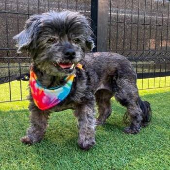 Shih Tzu Dogs Available for Adoption in Apple Valley, California - Yzma | PetCurious