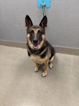 DELILAH -  German Shepherd Dog Dog for Adoption in Las Vegas, Nevada - DELILAH | PetCurious
