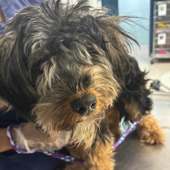 Teddy -  Terrier Dog for Adoption in Newark, New Jersey - Teddy | PetCurious