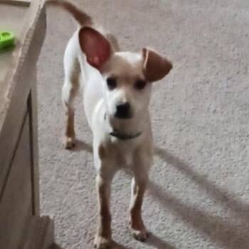 Chihuahua Dogs Available for Adoption - Scrappy | PetCurious