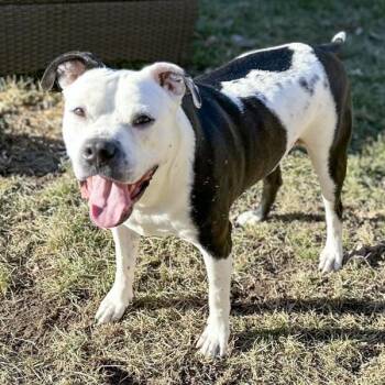 Pit Bull Terrier Dogs Available for Adoption in Des Moines, Iowa - King Ferdinand | PetCurious