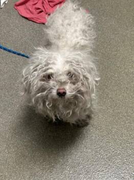Poodle Dogs Available for Adoption in Las Vegas, Nevada - PRINCESSA | PetCurious