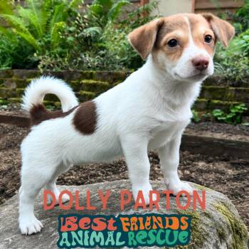 Dolly Parton -  Chihuahua and Labrador Retriever Dog for Adoption in Wasilla, Alaska - Dolly Parton | PetCurious