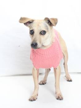 Chihuahua Dogs Available for Adoption in Burbank, California - PICA | PetCurious