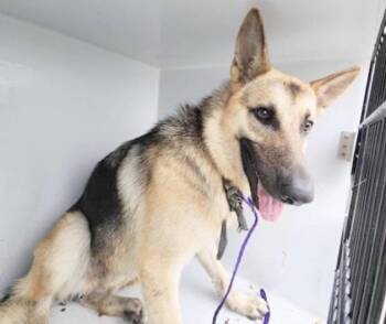 German Shepherd Dog and Mixed Breed Dogs Available for Adoption in Houston, Texas - A656697 | PetCurious