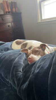 Rescue Australian Shepherd and Terrier Dogs for Adoption in Farmington, Connecticut - Rex | PetCurious