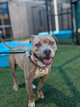Baby Girl --Courtesy Post. Out of town pet. See below for detail -  Pit Bull Terrier Dog for Adoption in Eagle, Idaho - Baby Girl --Courtesy Post. Out Of Town Pet. See Below For Detail | PetCurious