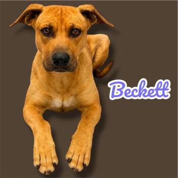 Black Mouth Cur and Mixed Breed Dogs Available for Adoption in Scottsdale, Arizona - Beckett | PetCurious