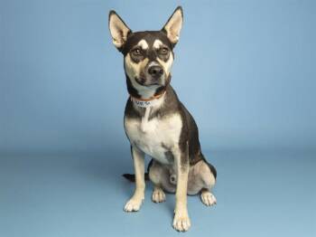 ROMAN REIGNS -  Australian Kelpie Dog for Adoption in Phoenix, Arizona - ROMAN REIGNS | PetCurious