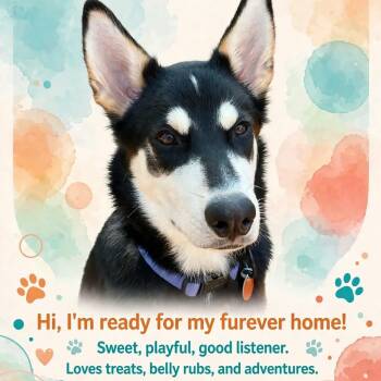 Jasper -  Husky and German Shepherd Dog Dog for Adoption in High Point, North Carolina - Jasper | PetCurious