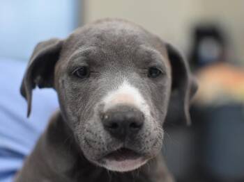 Mac -  Pit Bull Terrier Dog for Adoption in Portland, Oregon - Mac | PetCurious