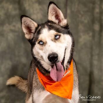 BLUES -  Siberian Husky and Mixed Breed Dog for Adoption in Albuquerque, New Mexico - BLUES | PetCurious