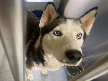 SYDNEY -  Siberian Husky Dog for Adoption in Tustin, California - SYDNEY | PetCurious