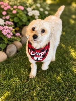 Miniature Poodle and Cockapoo Dogs Available for Adoption in Phoenix, Arizona - Bandit | PetCurious