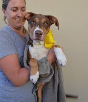Pennywise -  Pit Bull Terrier Dog for Adoption in Mckinney, Texas - Pennywise | PetCurious