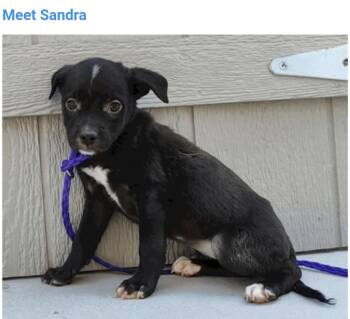 Sandra -  Pit Bull Terrier Dog for Adoption in Salt Lake City, Utah - Sandra | PetCurious