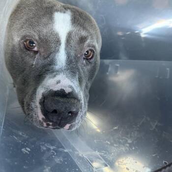Jojo A1426953 -  American Bulldog Dog for Adoption in Las Vegas, Nevada - Jojo A1426953 | PetCurious