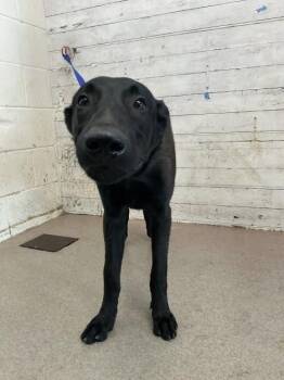 CHIEF -  German Shepherd Dog and Mixed Breed Dog for Adoption in San Bernardino, California - CHIEF | PetCurious