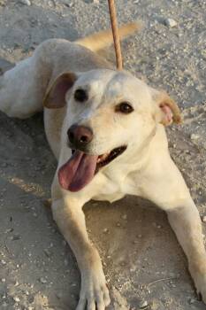 Labrador Retriever Dogs Available for Adoption - Yunai | PetCurious