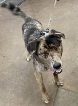 Rescue Mixed Breed Dogs for Adoption in Dallas, Texas - TYLER | PetCurious