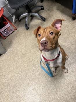 Rescue Mixed Breed Dogs for Adoption in New York, New York - Hash Brown | PetCurious