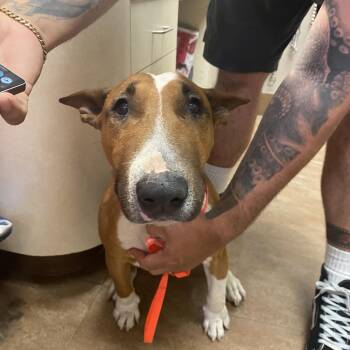 WAGS-Stray-23344 -  Bull Terrier Dog for Adoption in Westminster, California - WAGS-Stray-23344 | PetCurious