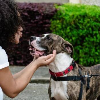 Rescue Mixed Breed Dogs for Adoption in Houston, Texas - Bunji | PetCurious