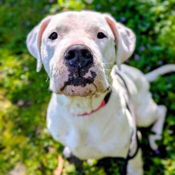 Phoebe -  Dogo Argentino Dog for Adoption in Grand Rapids, Michigan - Phoebe | PetCurious