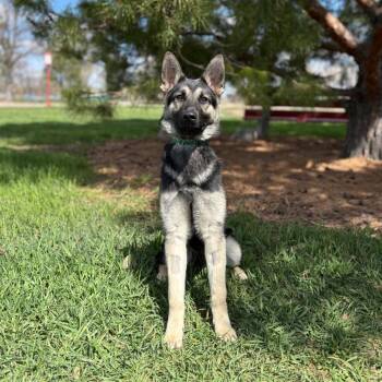 German Shepherd Dog Dogs Available for Adoption in Fargo, North Dakota - Dyna--In Foster | PetCurious