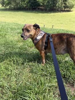 Maggie Mae -  Chihuahua Dog for Adoption in Harrison, New York - Maggie Mae | PetCurious