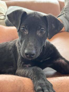 Benny -  Dutch Shepherd Dog for Adoption in Elizabeth, Colorado - Benny | PetCurious