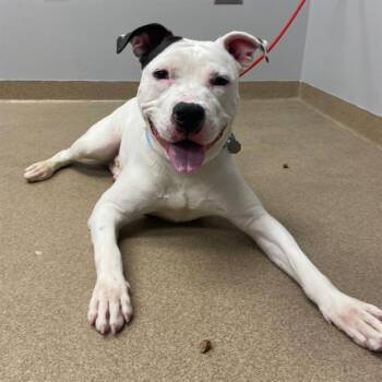 RANDAL -  Pit Bull Terrier Dog for Adoption in Aurora, Colorado - RANDAL | PetCurious