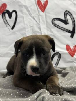 American Staffordshire Terrier and Mixed Breed Dogs Available for Adoption - Janine | PetCurious