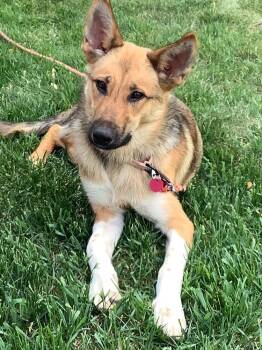 Pumi Dogs Available for Adoption in Minneapolis, Minnesota - Kiko | PetCurious