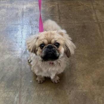 Kentucky -  Pekingese Dog for Adoption in Corinth, Mississippi - Kentucky | PetCurious
