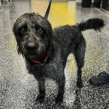 Alfonso -  Poodle and Mixed Breed Dog for Adoption in Jackson, Tennessee - Alfonso | PetCurious