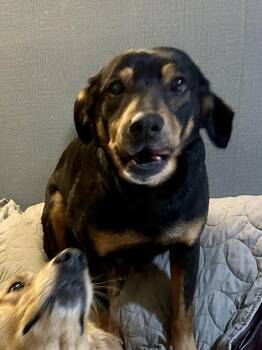 Rottweiler Dogs Available for Adoption in Ball Ground, Georgia - Mel | PetCurious