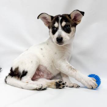 658 (2026) Jennifer -  Husky and Mixed Breed Dog Available for Adoption in Parker, Colorado - 658 (2026) Jennifer | PetCurious