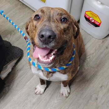 Mixed Breed Dogs Available for Adoption - Maxi | PetCurious