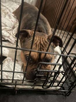 American Bulldog and Pit Bull Terrier Dogs Available for Adoption - Trouble | PetCurious